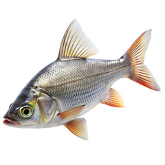 Obraz premium fish isolated on white