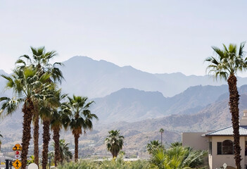 Palm trees and desert mountain panorama in Palm Springs