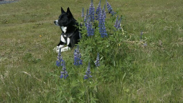 Calm, attentive dog sitting on the grass and paying attention to surroundings. Tilt up medium shot