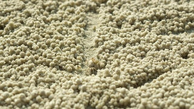 A sand bubbler crab forages on the beach, filtering sand and leaving a trail of rounded ball-shaped sand pellets, close up shot.