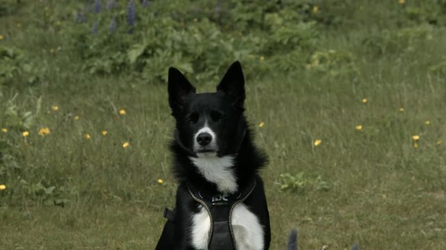 Stable shot of beautiful dog smelling the air, looking around carefully and noticing surroundings.