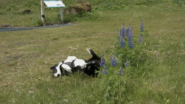 Stable shot of beautiful dog playing by himself and spreading his smell in the summertime grass. Medium shot