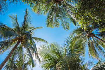 Tropical palm trees with coconuts on a clear blue sky background.