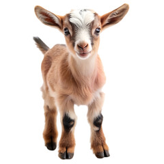 Fototapeta premium baby goat on white background