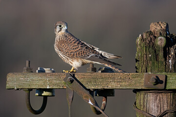 Recently fledged Kestrel (Falco tinnunculus) perched on an old telegraph pole in golden winter light