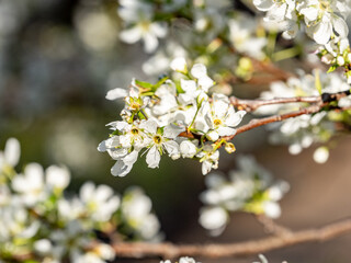 A cluster of small white cherry blossoms bloom in a park near Yokohama, Japan.