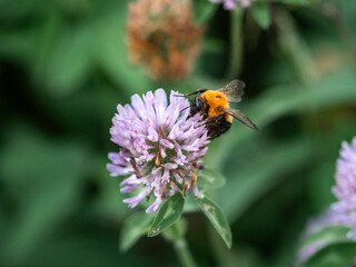 Diverse bumble bee on purple flower 2