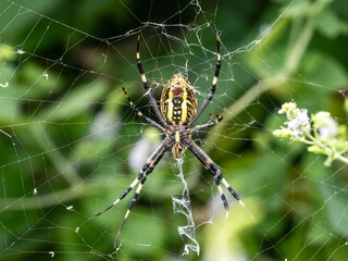 orb weaver spider waiting on her web