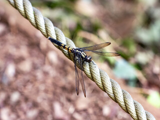 female Greater Blue Skimmer dragonfly on a rope