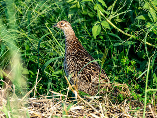Pheasant Family in a field photo series 20