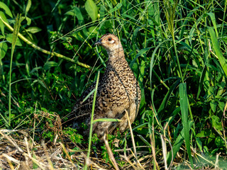 Pheasant Family in a field photo series 19