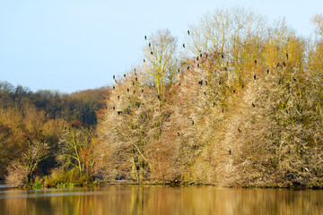 Cormorants in the Cercanseaux sensitive natural area.  Loing valley