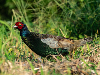 Pheasant Family in a field photo series 24