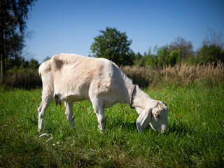 Obraz premium A pet with horns and a beard stays in the sun near the branches of trees