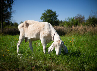 Obraz premium A pet with horns and a beard stays in the sun near the branches of trees
