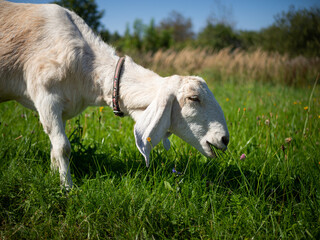 Obraz premium A pet with horns and a beard stays in the sun near the branches of trees