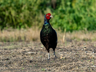 Pheasant Family in a field photo series 8