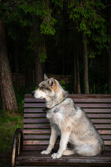 cute Siberian dog, sitting on a park bench.