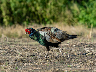 Pheasant Family in a field photo series 9