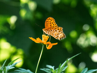 Tropical Fritillary butterfly on cosmos flower 2