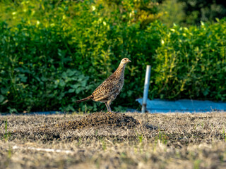 Pheasant Family in a field photo series 11