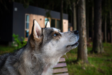 cute Siberian dog, sitting on a park bench.