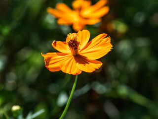 bright golden cosmos wild flower in bloom 6