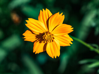 bright golden cosmos wild flower in bloom 8