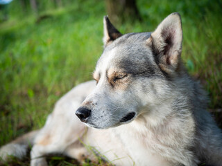 Portrait of a Siberian dog breed during sunset in a meadow.