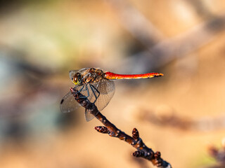 An Autumn Darter Dragonfly perched on a stick 7