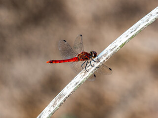 An Autumn Darter Dragonfly perched on a stick 10