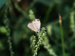 Small Pea Blue Butterfly resting on a leaf 2