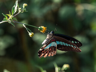 Common Bluebottle Butterfly on small flowers 2