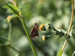 grass skipper butterfly on a small yellow flower 1