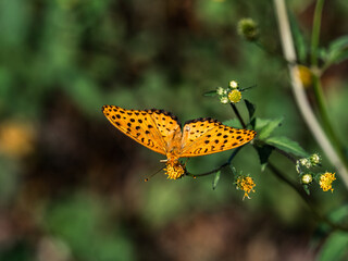 Tropical Fritillary butterfly on small flowers 2