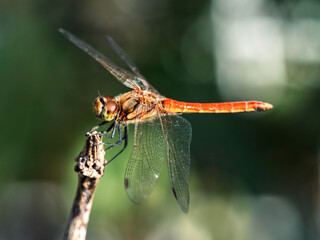 An Autumn Darter Dragonfly perched on a stick 3
