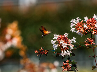 Hummingbird Hawkmoth hovering while feeding 1
