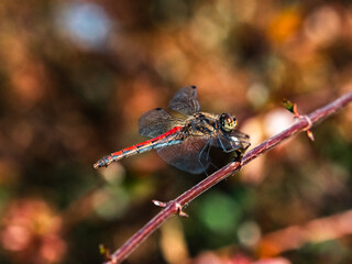 An Autumn Darter Dragonfly perched on a stick 12
