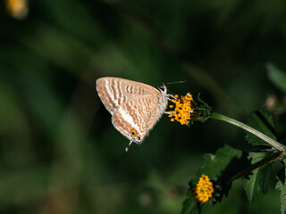 Small Pea Blue Butterfly resting on a leaf 4