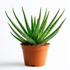 Fototapeta premium A potted aloe vera plant isolated on white background
