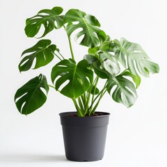 A potted monstera plant isolated on white background