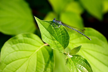 Blaue Federlibelle - Männchen // White-legged damselfly - male (Platycnemis pennipes)