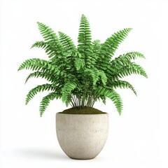 A potted fern plant isolated on white background