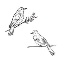 Beautiful realistic bird is sitting on the spring blooming branch with leaves in black isolated on white background. Hand drawn vector sketch illustration in doodle engraved line art vintage style