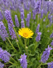 Obraz premium A yellow flower in the middle of a field of purple flowers