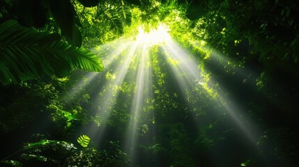 Ethereal Sunlight Streaming Through Dense Jungle Canopy Creating Magical Atmosphere in Lush Green Tropical Rainforest Landscape