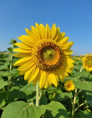 Fototapeta premium A sunflower in the middle of a field of sunflowers