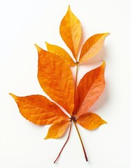Fototapeta premium A single orange leaf on a white surface