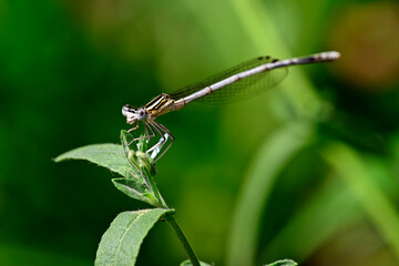 Blaue Federlibelle - Weibchen // White-legged damselfly - female (Platycnemis pennipes)