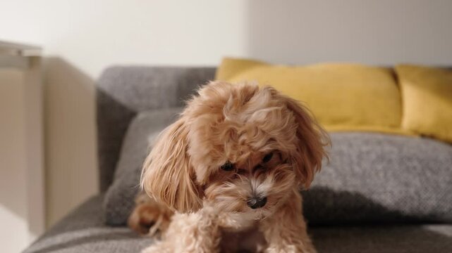 Training session with a cute maltipoo dog standing on its hind paws, attentively following commands.
